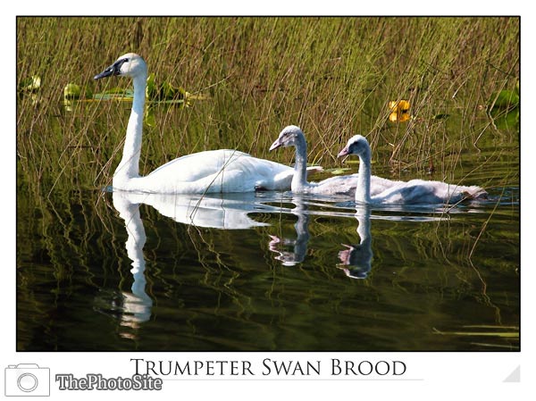Trumpeter Swan (Cygnus cygnus) - Click Image to Close