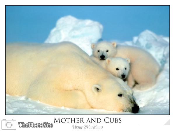 Polar Bear and Cubs (Ursus maritimus) - Click Image to Close