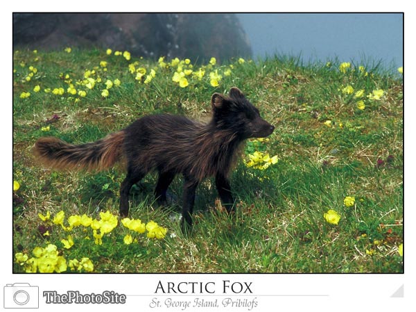 Arctic Fox (Alopex lagopus) - Click Image to Close