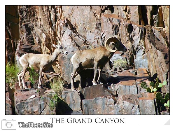 Big Horn Sheep at the Grand Canyon - Click Image to Close
