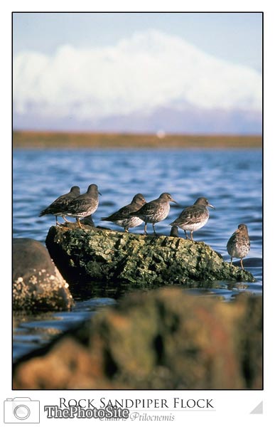 Rock Sandpiper Flock (Calidris ptilocnemis) - Click Image to Close
