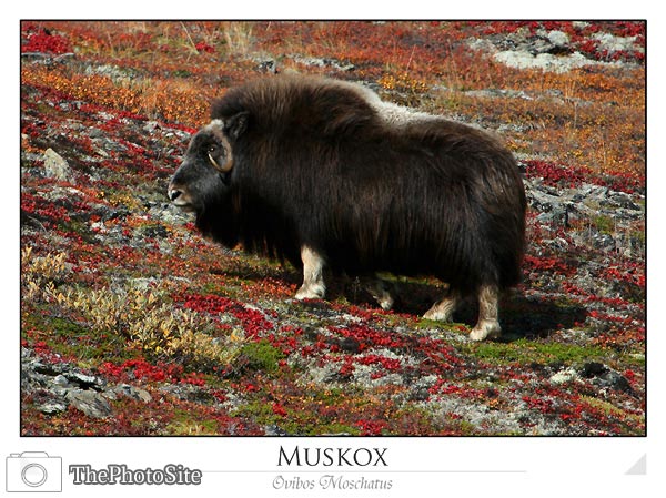 Muskox (Ovibos Moschatus) - Click Image to Close