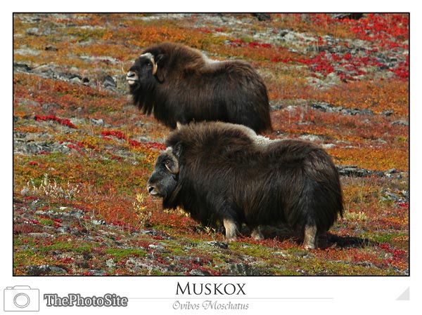 Muskox (Ovibos Moschatus) - Click Image to Close
