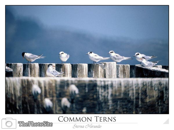 Common Terns (Sterna hirundo) - Click Image to Close