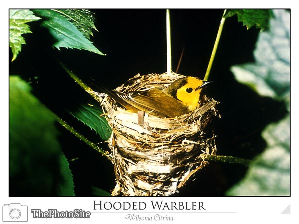 Hooded Warbler - Click Image to Close