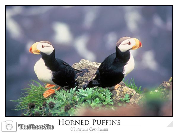 Horned Puffins - Click Image to Close