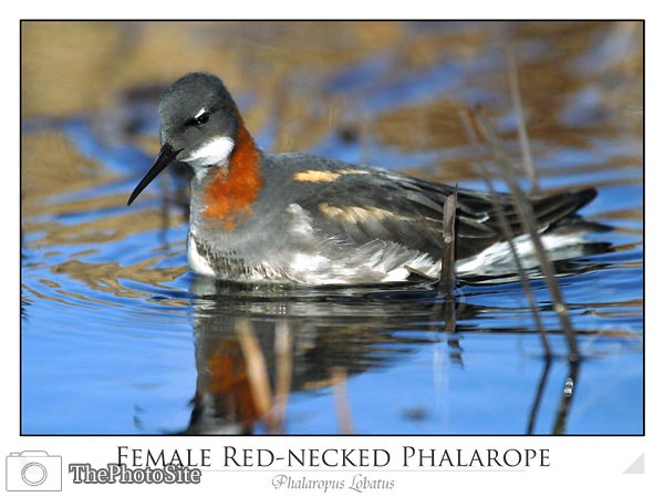 Red-necked Phalarope female (Phalaropus lobatus) - Click Image to Close