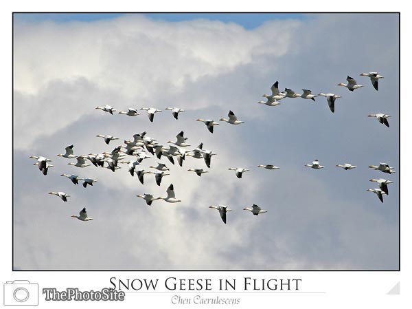 Snow Geese in Flight (Chen caerulescens) - Click Image to Close