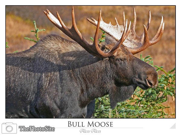Bull Moose (Alces alces) - Click Image to Close