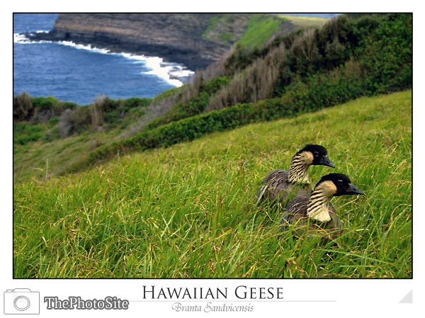 Hawaiian Geese - Nene (Branta sandvicensis) - Click Image to Close