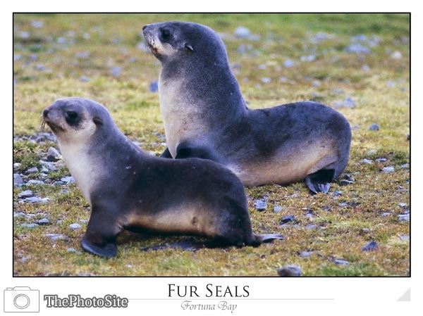 Fur Seals - Click Image to Close