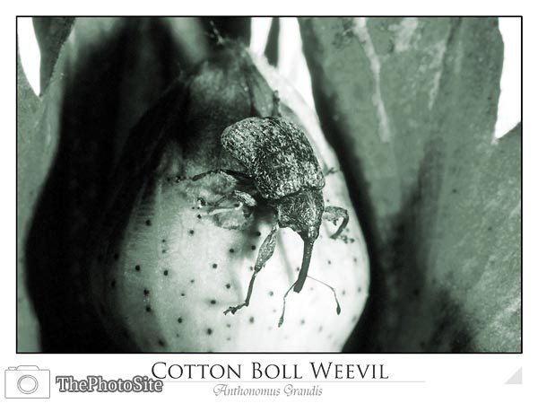 Cotton Boll Weevil - Click Image to Close