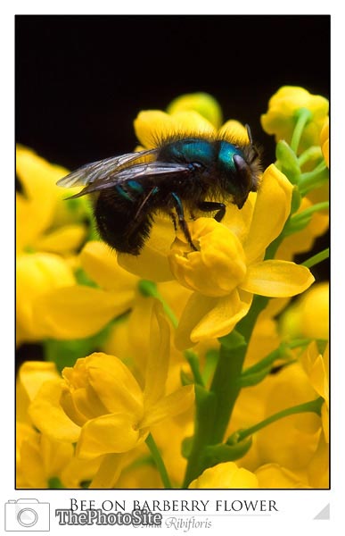 Bee (Osmia ribifloris) - Click Image to Close