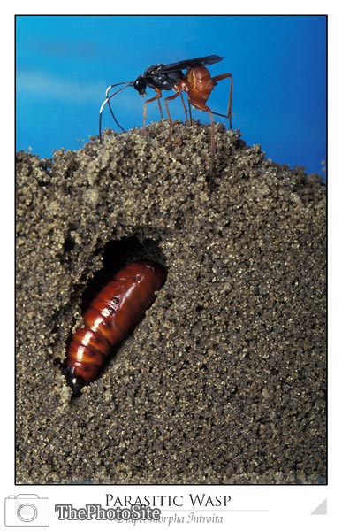Parasitic Wasp - Click Image to Close