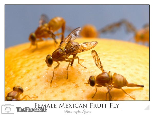 Female Mexican fruit fly - Click Image to Close