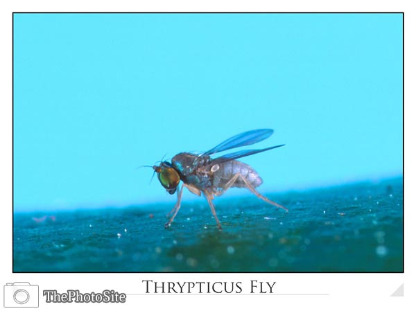 Thrypticus fly - Click Image to Close