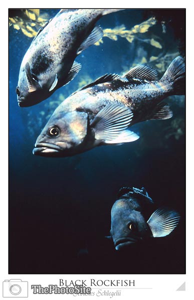 Black Rockfish - Click Image to Close