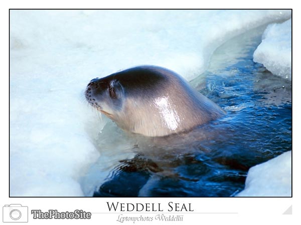 Weddell Seal at Breathing Hole - Click Image to Close