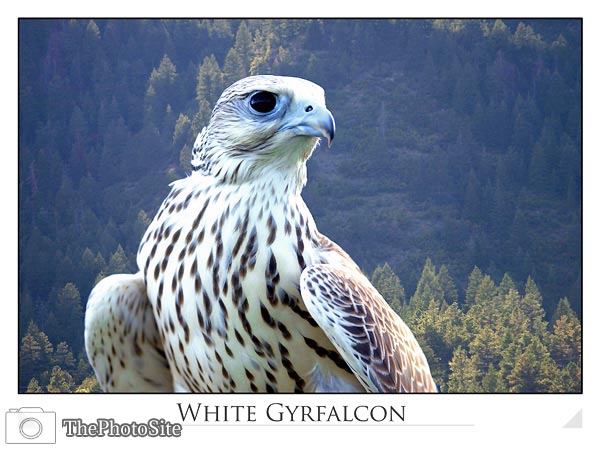 White Gyrfalcon - Click Image to Close