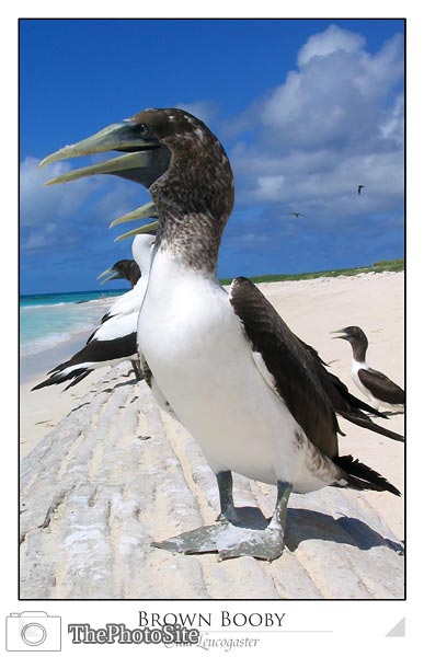 Brown Booby - Click Image to Close