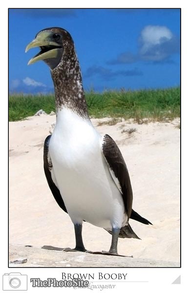 Brown Booby - Click Image to Close