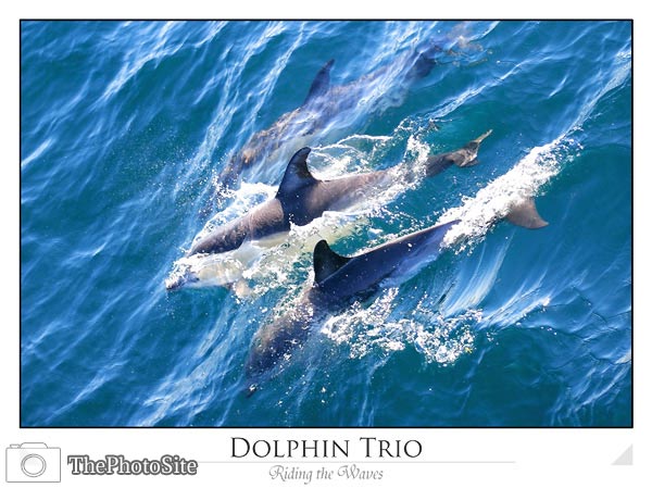 Dolphins - Click Image to Close