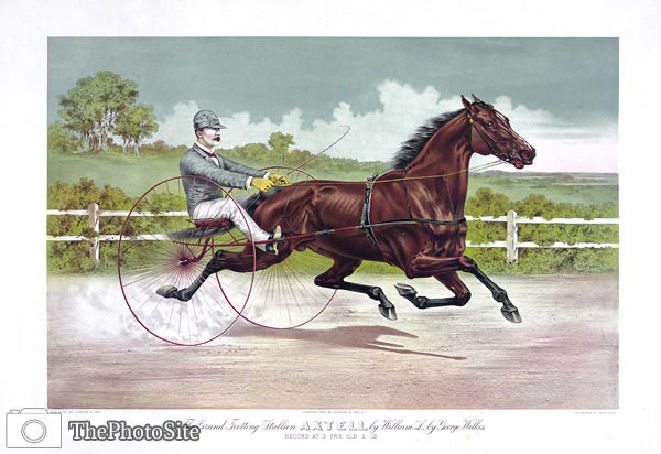 The grand trotting stallion - Click Image to Close