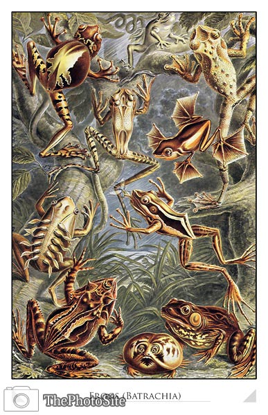 Frogs (Batrachia) - Click Image to Close