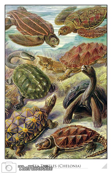 Sea Turtles (Chelonia) - Click Image to Close