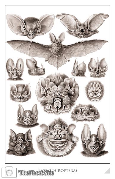 Bats (Chiroptera) - Click Image to Close