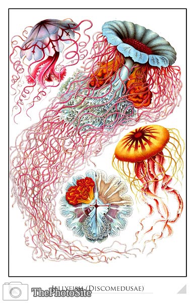 Jellyfish (Discomedusae) - Click Image to Close