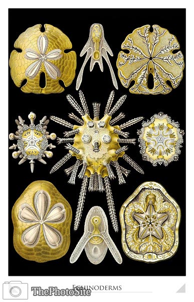 Echinoderms - Click Image to Close