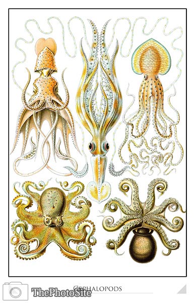 Cephalopods - Click Image to Close