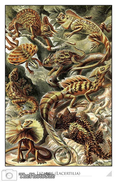 Lizards (Lacertilia) - Click Image to Close