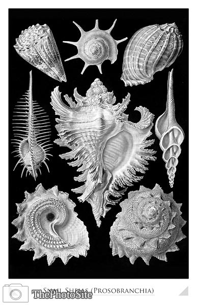 Sea Shells (Prosobranchia) - Click Image to Close