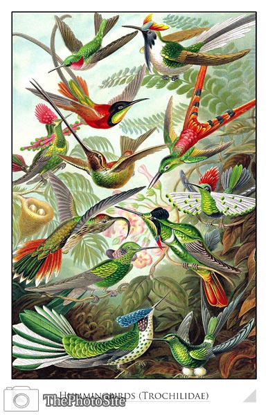 Hummingbirds (Tochilidae) - Click Image to Close