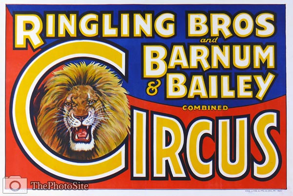 Ringling Bros. and Barnum & Bailey combined Circus, Lion Poster - Click Image to Close