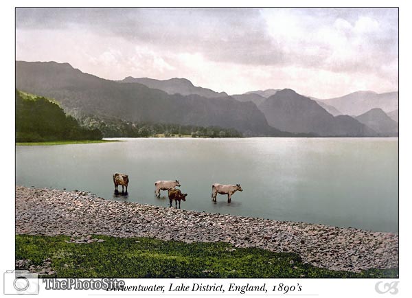 On Derwentwater, cattle study, Lake District, England - Click Image to Close
