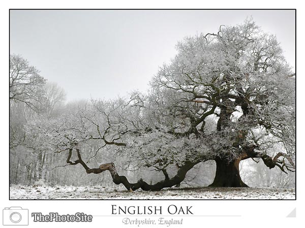 Snow Covered English Oak Tree - Click Image to Close