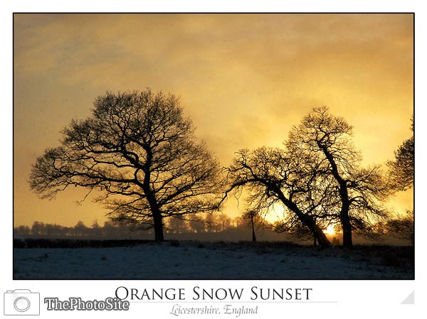 Winter Sunset and Trees - Click Image to Close