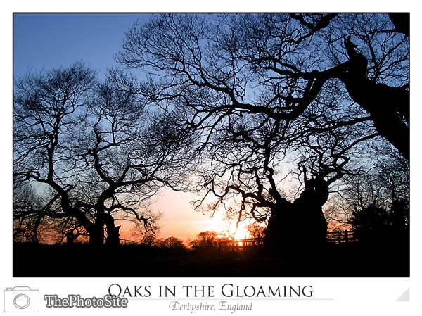 Oaks in the Gloaming - Click Image to Close