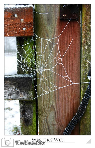 Winter's Web - Click Image to Close