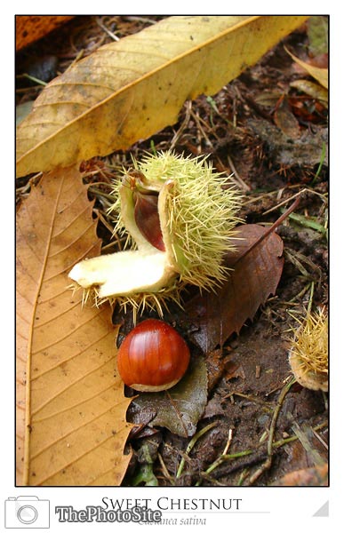 Sweet Chestnut - Click Image to Close