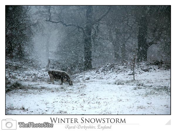 Horned Cow in a blizzard - Click Image to Close