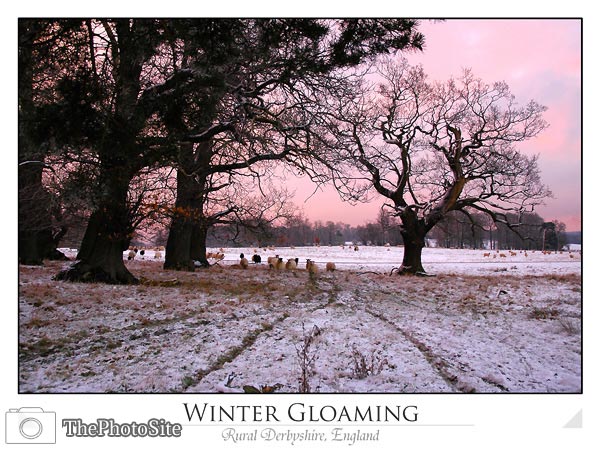 Winter Gloaming - Click Image to Close