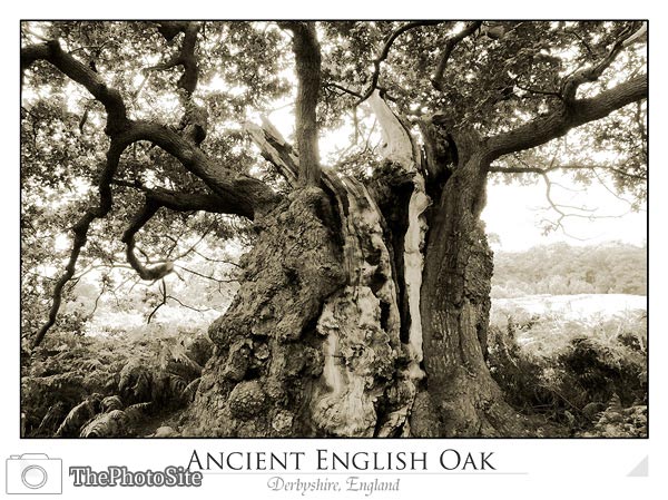 Ancient English Oak - Click Image to Close