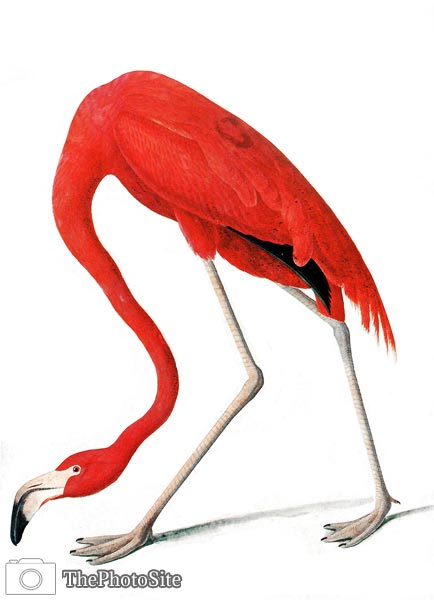 American Flamingos by John Audubon - Click Image to Close
