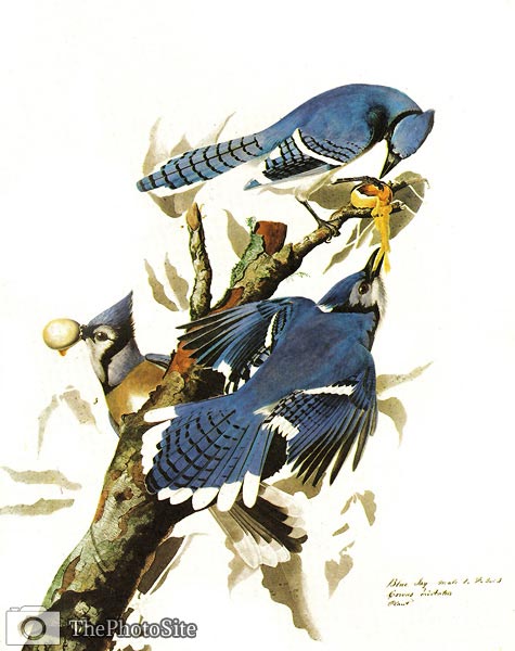 Blue Jays by John Audubon - Click Image to Close