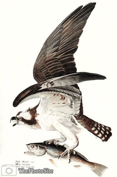 Osprey by John Audubon - Click Image to Close
