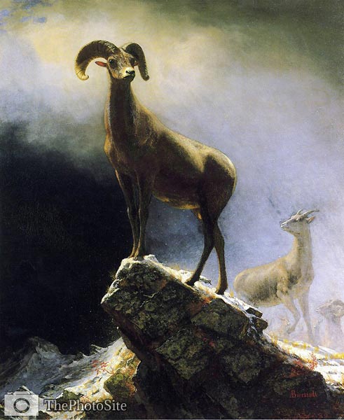 Rocky Mountain Sheep Albert Bierstadt - Click Image to Close